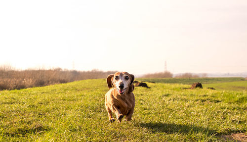 Portrait of dog on field