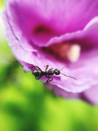 Close-up of insect on pink flower