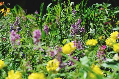 Close-up of flowers blooming outdoors