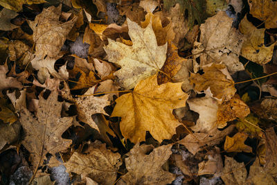 Close-up of maple leaves on road