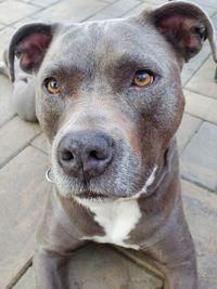 Close up of pitbull dog