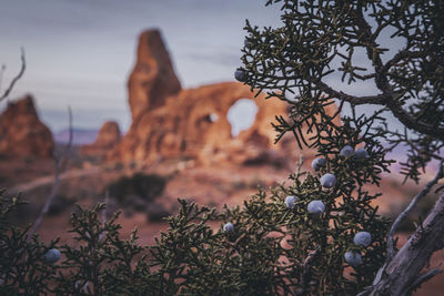 Blueberries and turret arch in the morning at arches national park