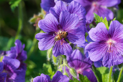 Close-up of purple crocus flowers