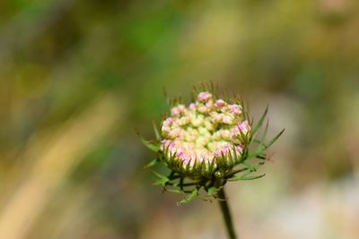 Close-up of pink flowering plant