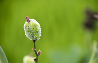 Close-up of flower buds