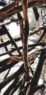 Close-up of tree trunk in forest