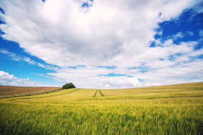 Scenic view of agricultural field against sky