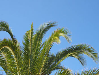 Low angle view of palm tree against clear blue sky