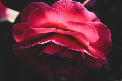 Close-up of pink dahlia