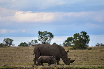 Rhinoceros with calf walking on field against sky