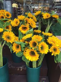 Close-up of yellow flowers in pot