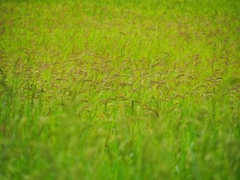 View of wheat field