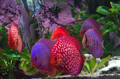 Close-up of fish swimming in sea