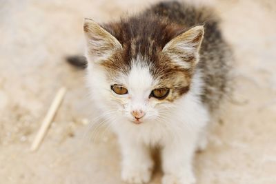 Portrait of cat