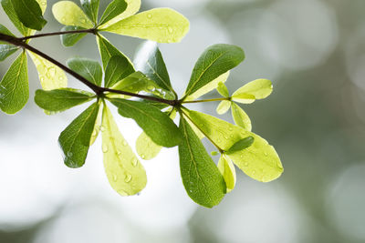 Close-up of plant leaves