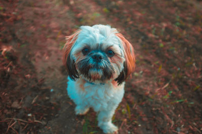 High angle portrait of dog standing on field