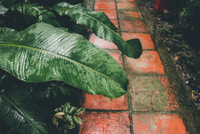 High angle view of leaves on the wall