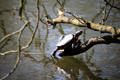 Duck swimming in a lake