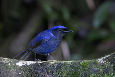 Close-up of bird perching on rock