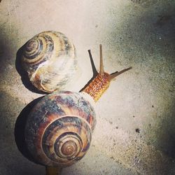 Close-up of seashells