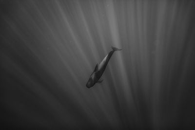 Close-up of fish swimming in sea