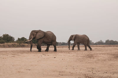 An amazing close up of huge elephants moving on the sandy banks of an african river