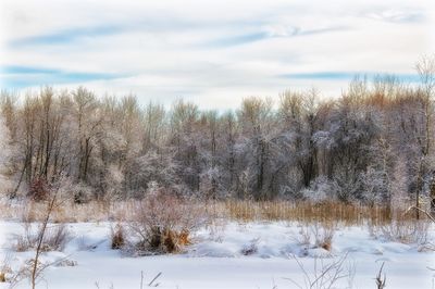 Snow covered field