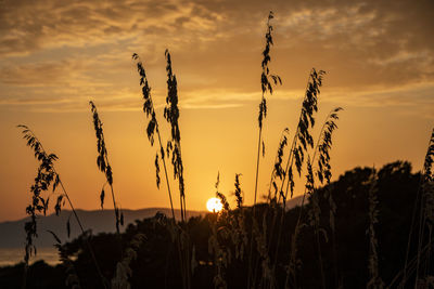 Silhouette plants growing on field against sky during sunset