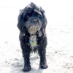 Close-up portrait of dog