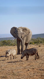 Elephant with warthogs in the savanna