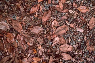 soil