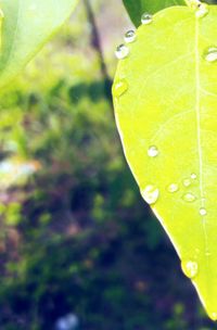 Close-up of raindrops on leaf