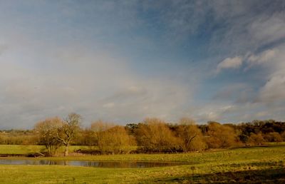 Scenic view of trees on field against sky