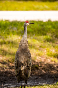 Close-up of bird standing on field