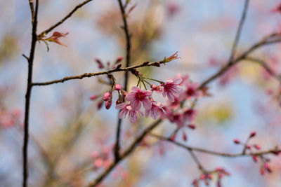 Close-up of pink cherry blossom