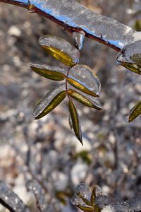 High angle view of snow on plant