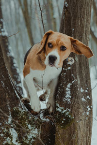 Dog lying on tree trunk