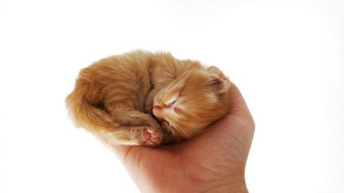 Cropped image of person holding slept kitten against white background