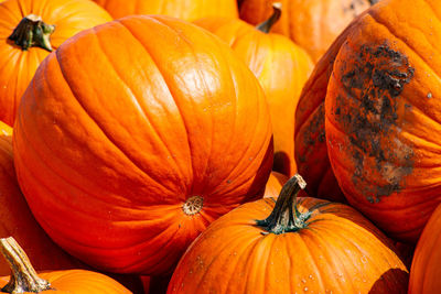 Full frame shot of pumpkins during autumn