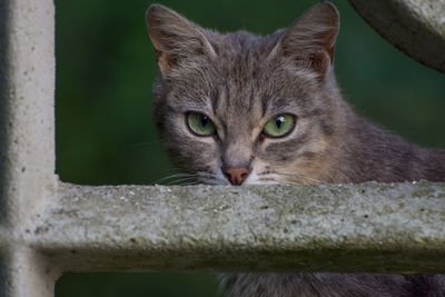 Close-up portrait of a cat