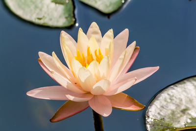 Close-up of lotus water lily in lake