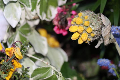 Close-up of yellow flowering plant