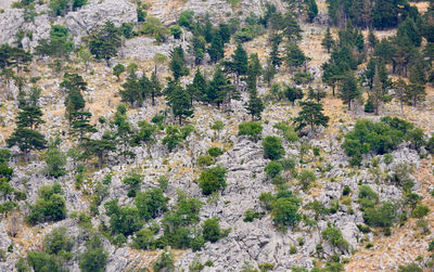 High angle view of tree on mountain