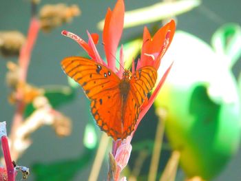 Close-up of butterfly pollinating on flower