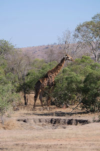 View of an animal on land