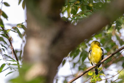 Low angle view of bird perching on branch