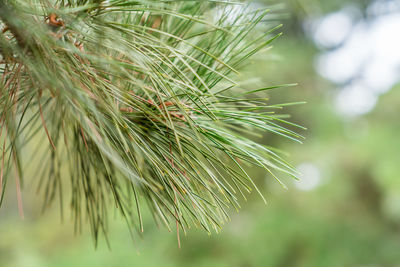 A local close-up of the branches and leaves of pines outside