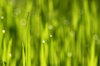 Full frame shot of raindrops on grass