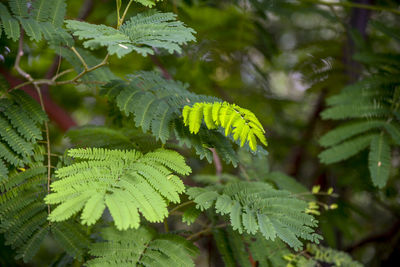 Close-up of leaves on tree in forest