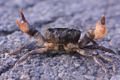 Close-up of insect on rock